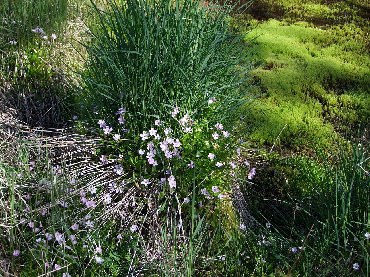 Image of Claytonia sarmentosa specimen.