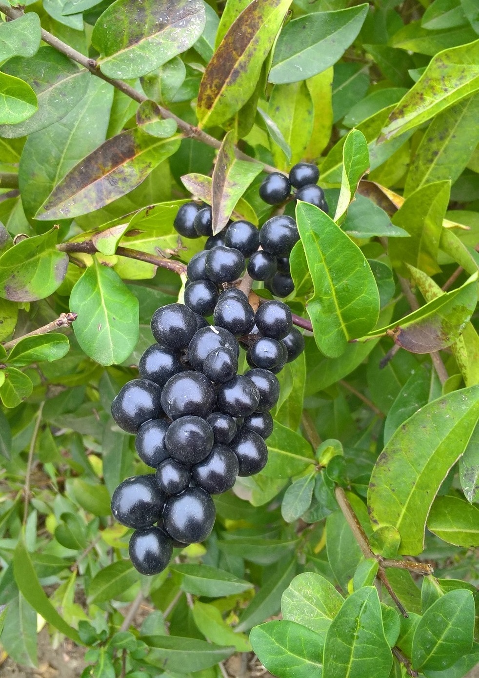 Image of Ligustrum vulgare specimen.