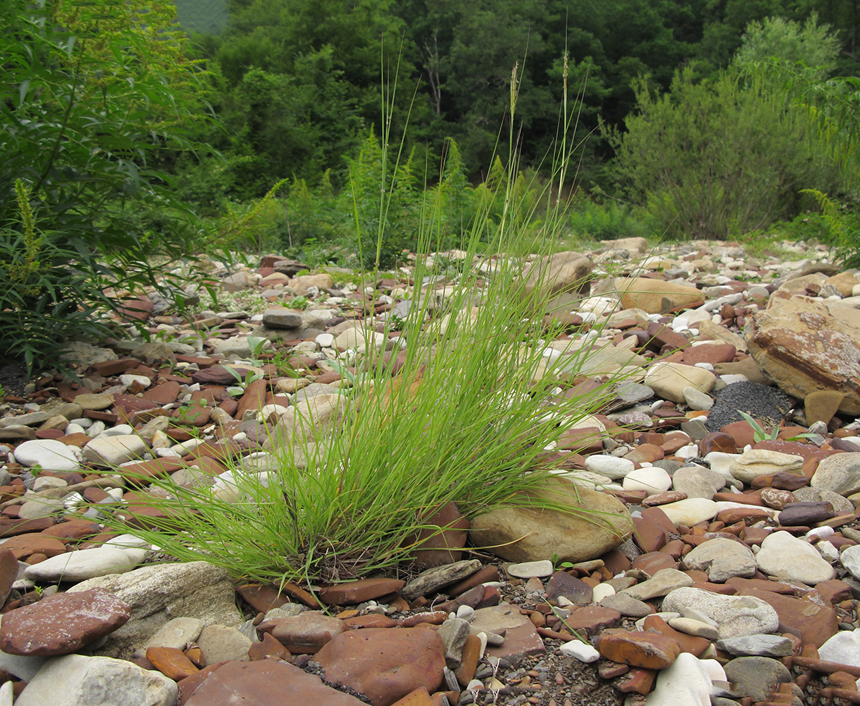 Image of Bothriochloa ischaemum specimen.