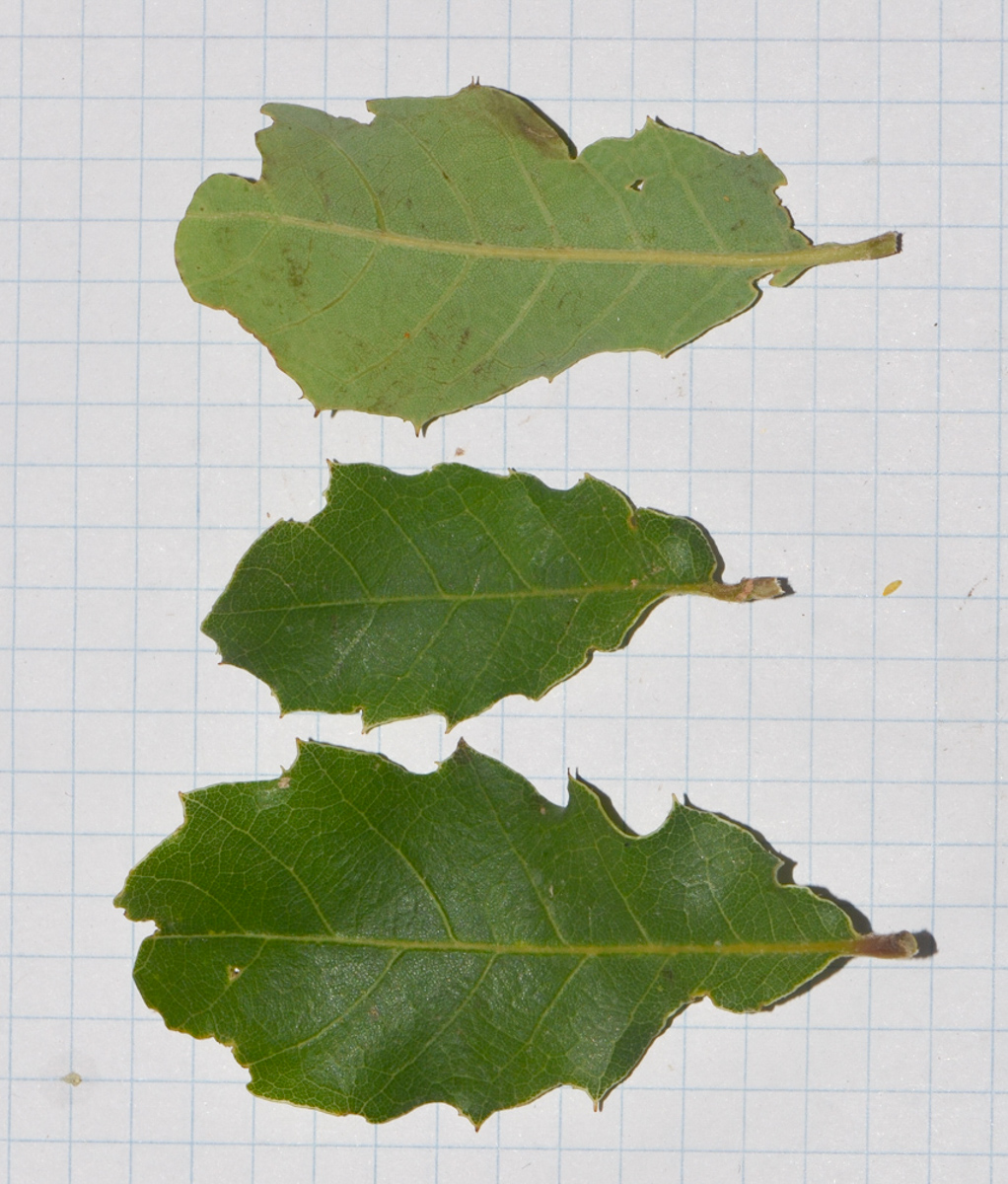 Image of Quercus boissieri specimen.