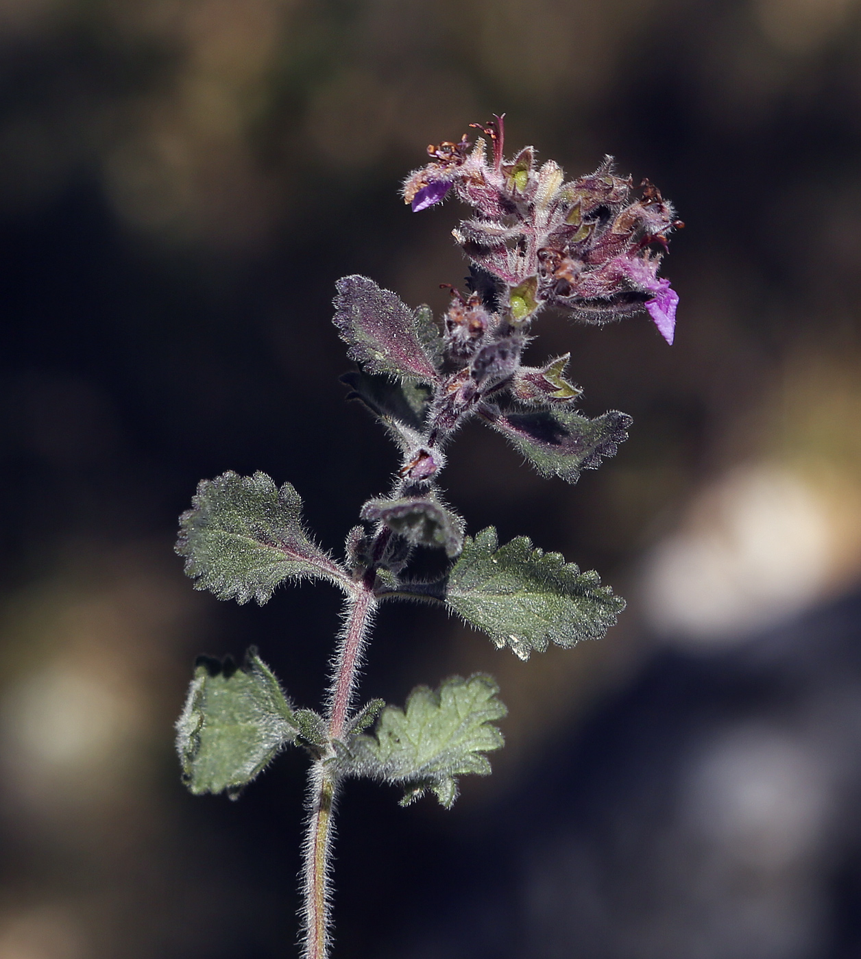 Image of Teucrium chamaedrys specimen.