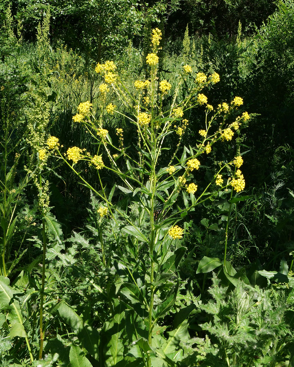 Image of Bunias orientalis specimen.