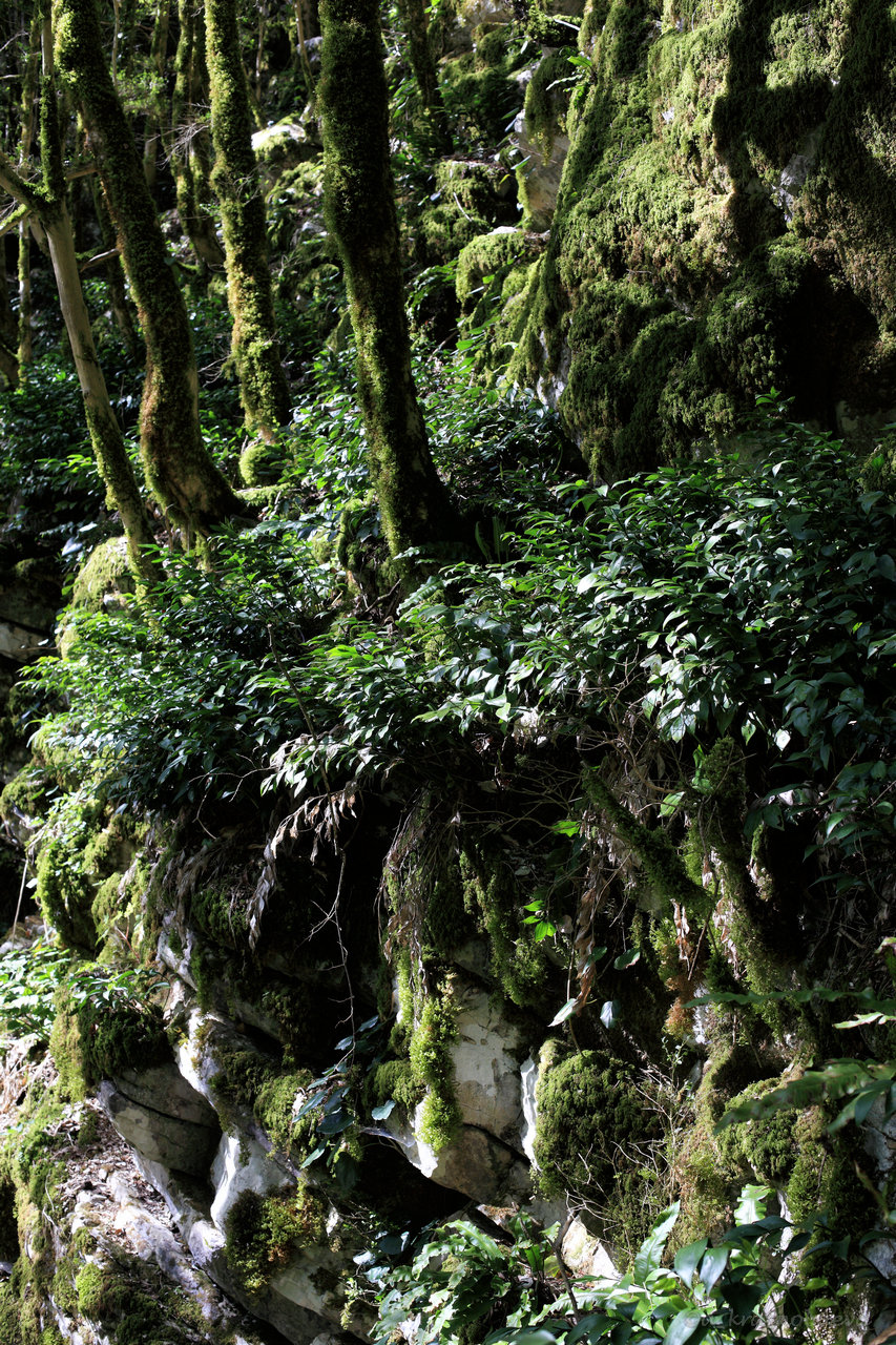 Image of Ruscus colchicus specimen.