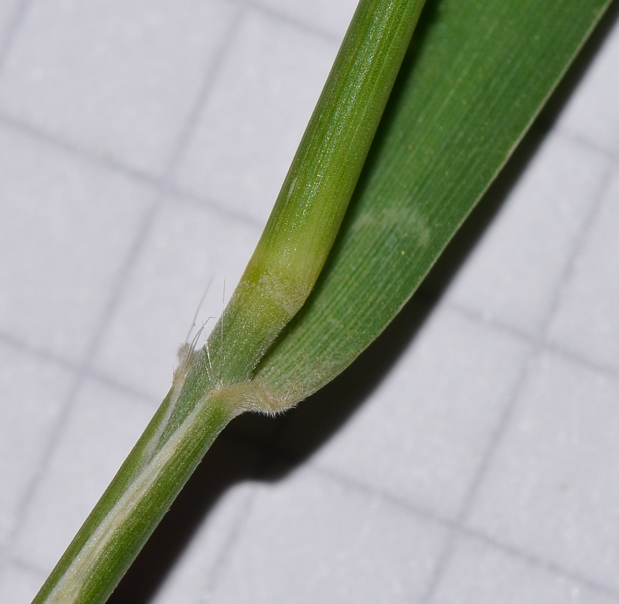 Image of Tricholaena teneriffae specimen.