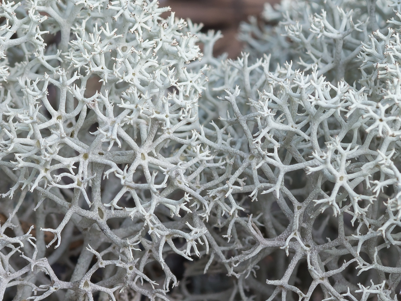 Image of Cladonia stellaris specimen.