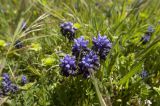 Muscari neglectum. Цветущие растения. Крым, Бахчисарайский р-н, плато Мангуп-Кале. 06.05.2009.