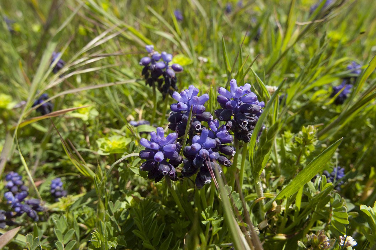 Изображение особи Muscari neglectum.