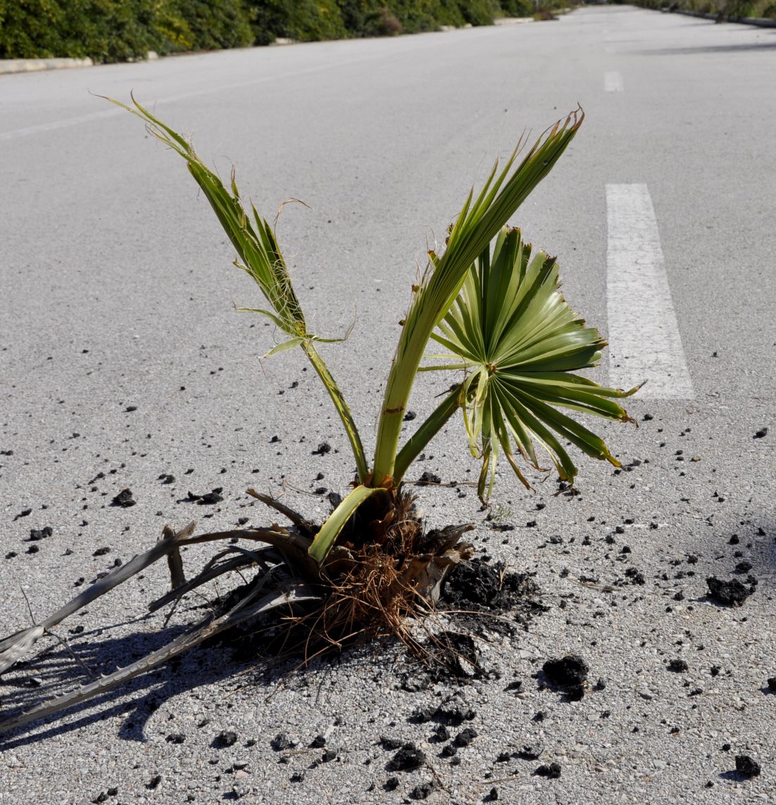 Image of genus Washingtonia specimen.