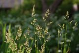 Dactylis glomerata. Побеги с соцветиями. Ленинградская обл., Всеволожский р-н, окр. пос. Куйвози, садоводство, дикорастущее на участке. 21.07.2017.