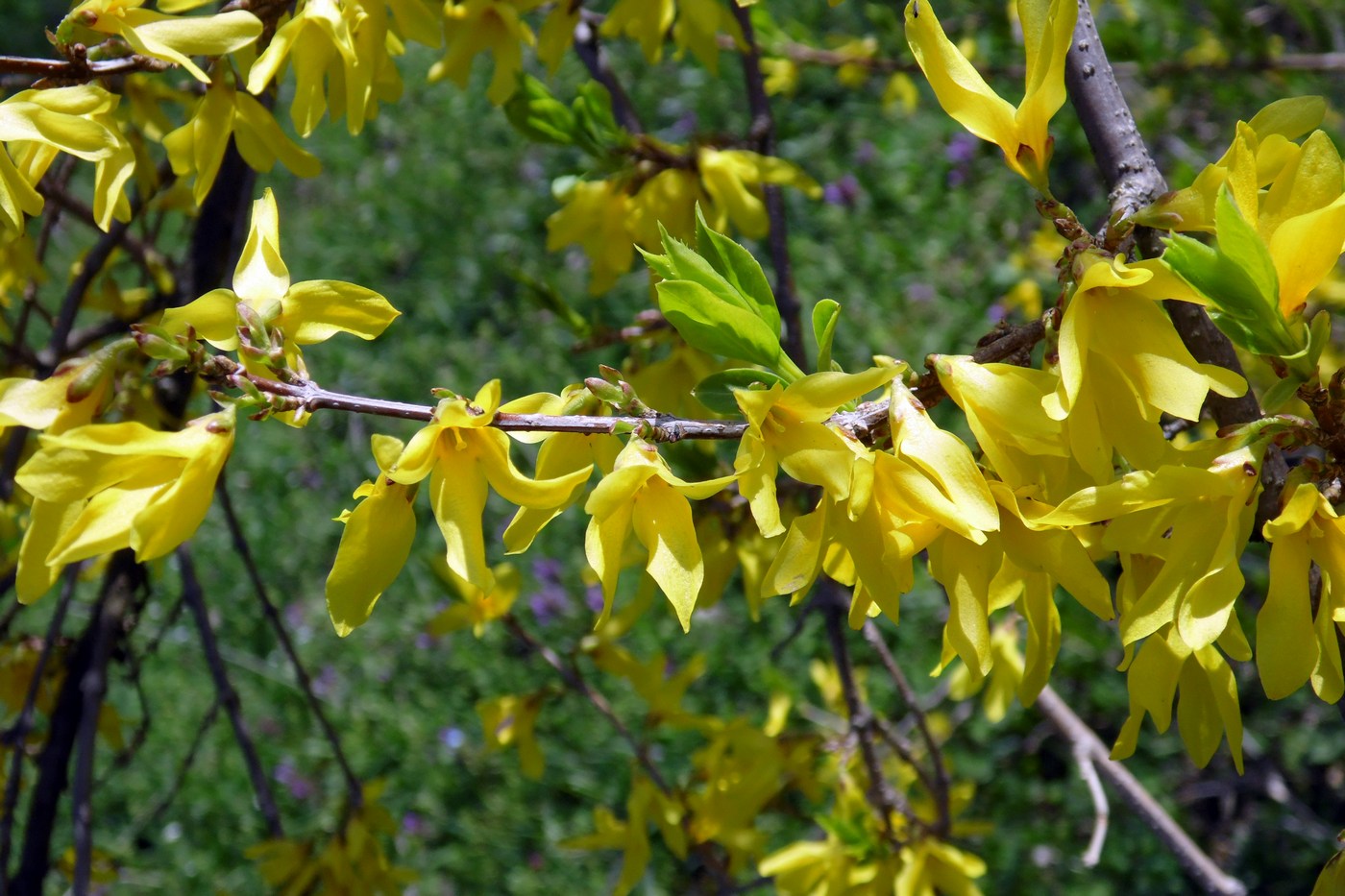 Изображение особи Forsythia × intermedia.
