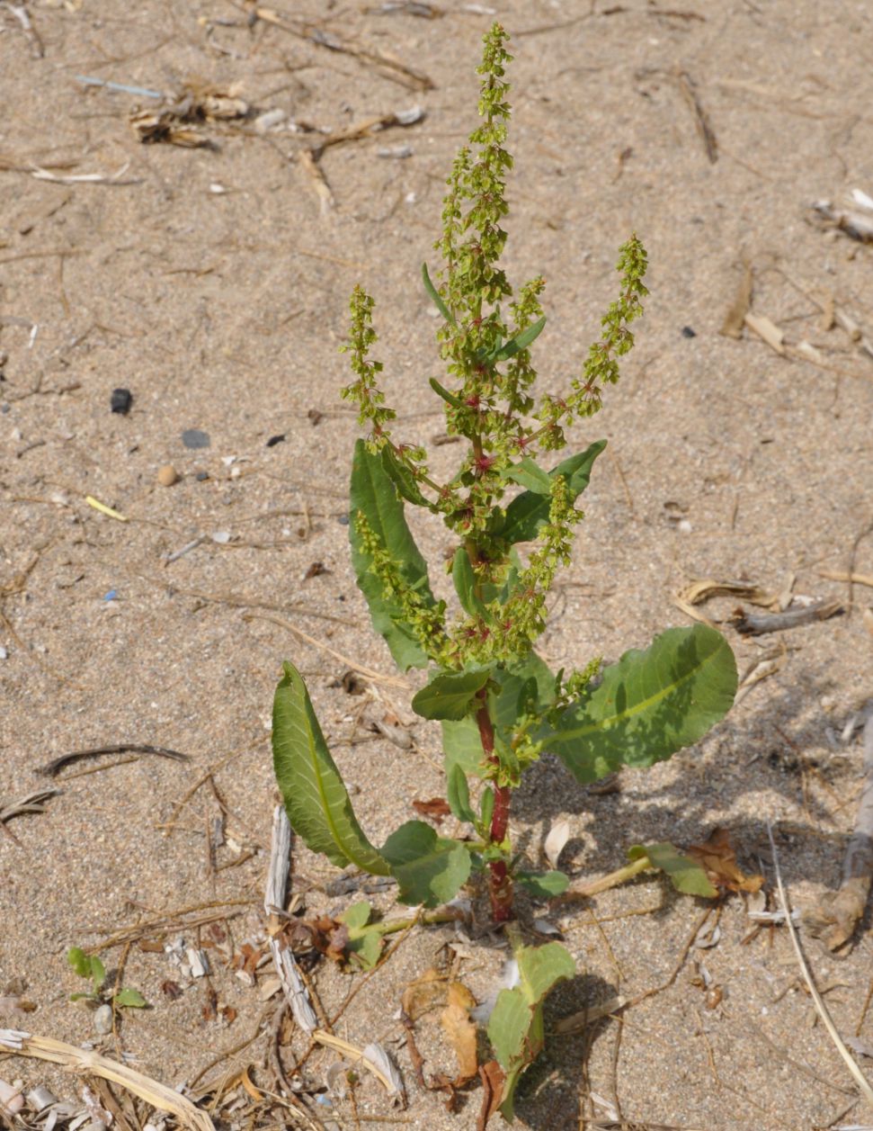 Изображение особи род Rumex.