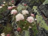 Spiraea beauverdiana. Верхушка цветущего и бутонизирующего растения. Магаданская обл., г. Магадан, окр. мкр-н Пионерный, курумник на сопке. 25.06.2016.