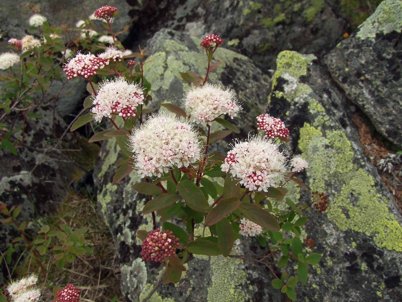 Image of Spiraea beauverdiana specimen.
