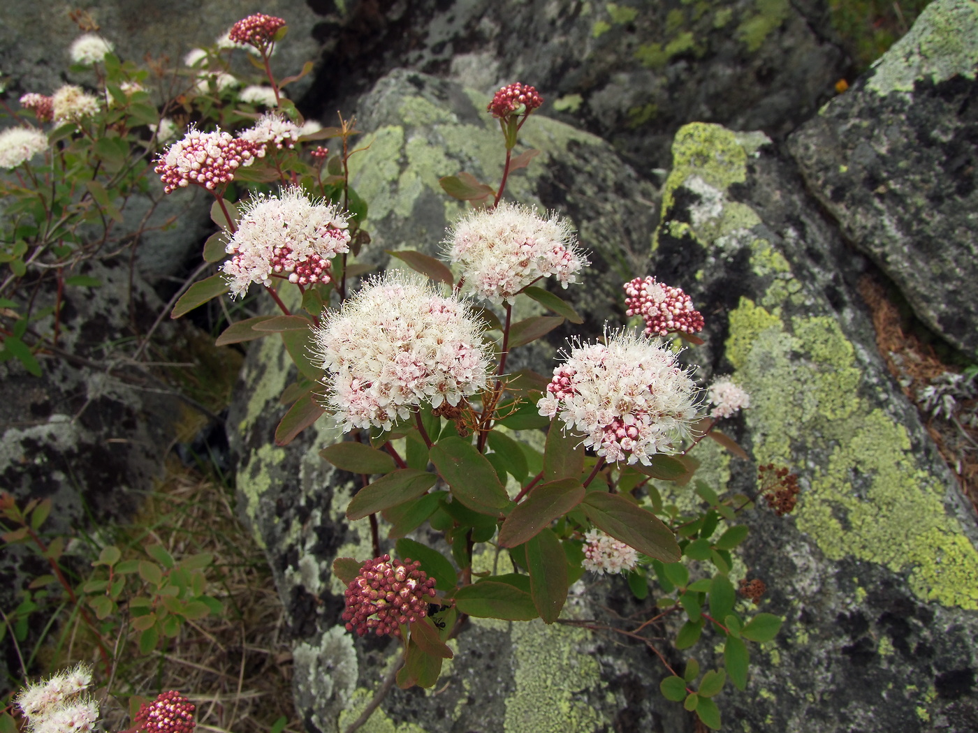 Изображение особи Spiraea beauverdiana.