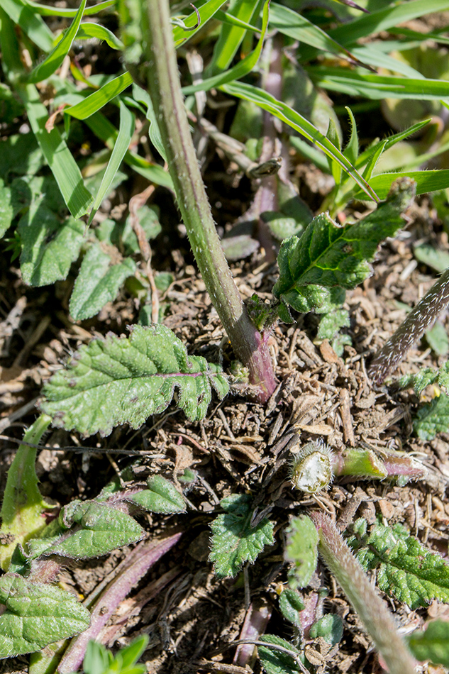 Изображение особи семейство Brassicaceae.