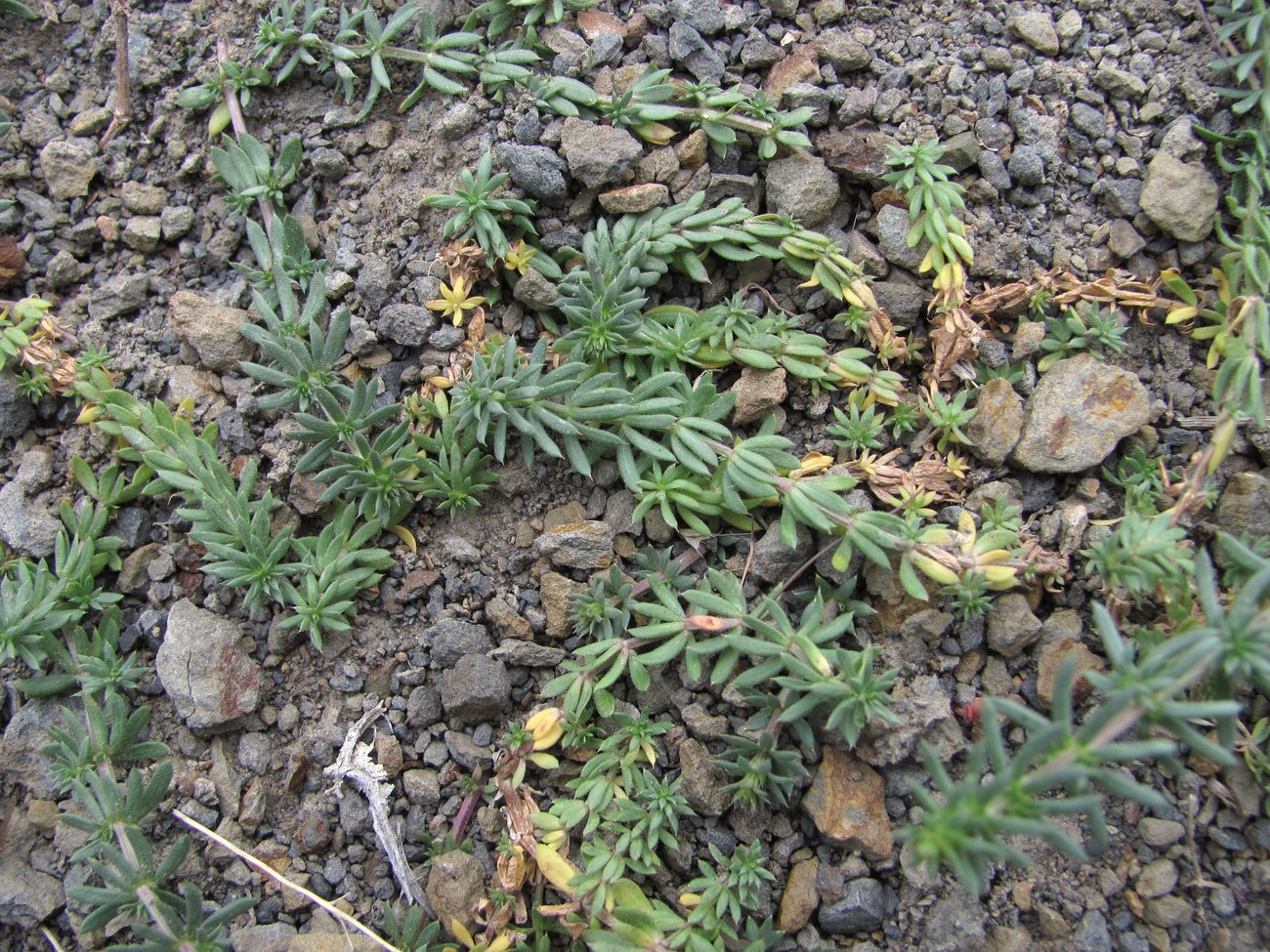 Image of Galium humifusum specimen.