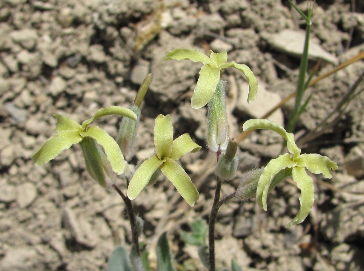 Image of Matthiola daghestanica specimen.