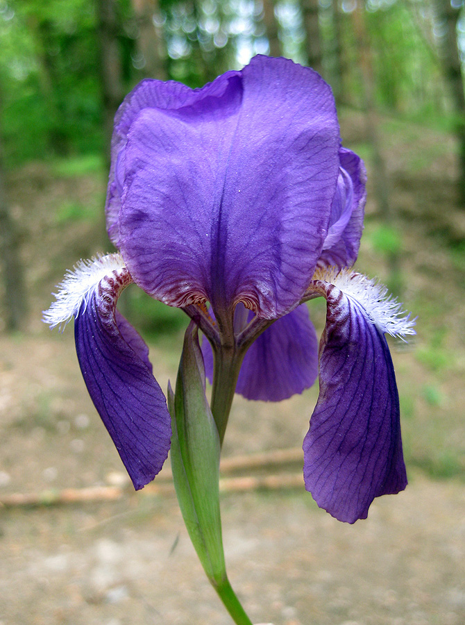 Изображение особи Iris hungarica.