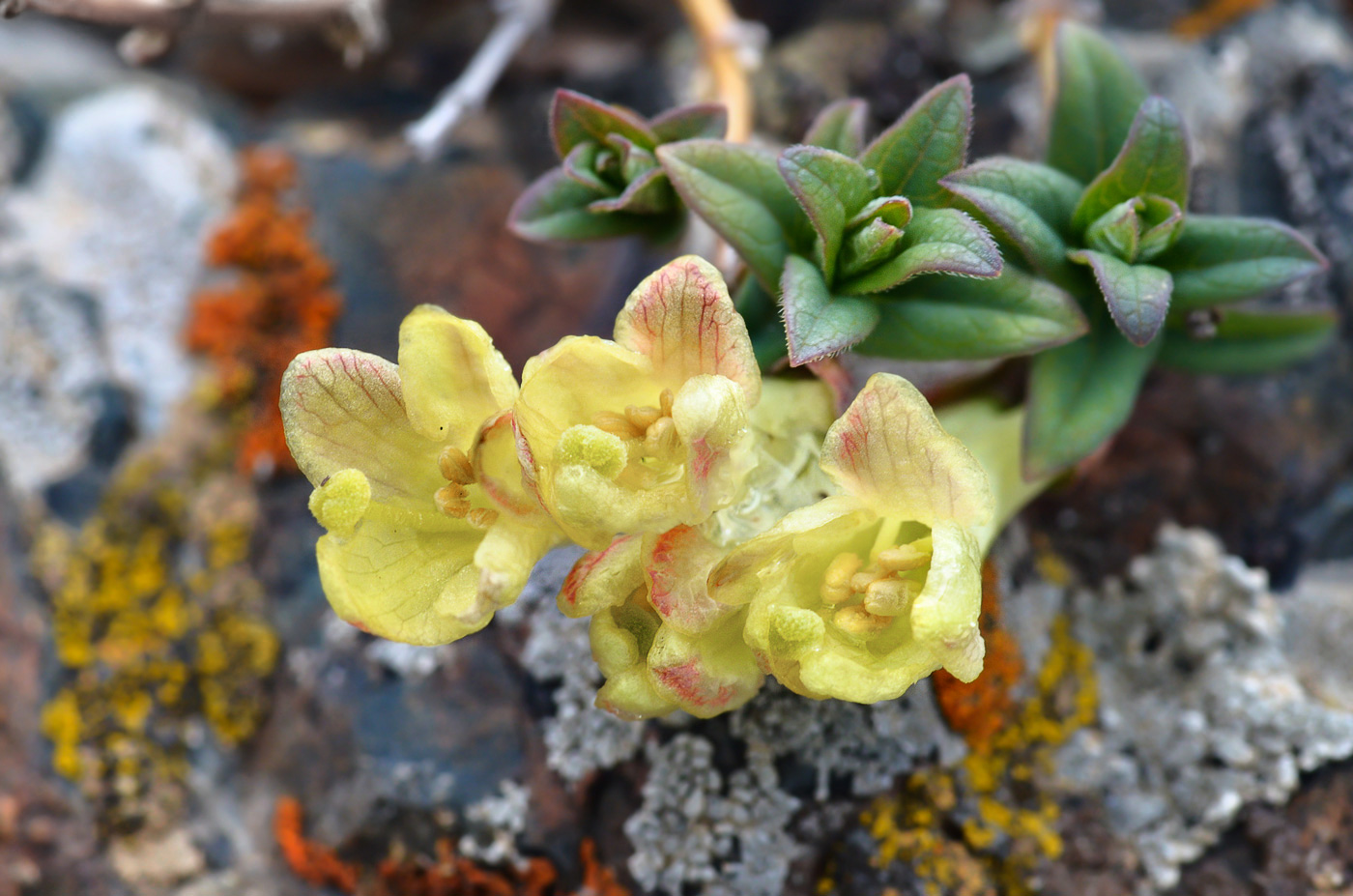 Image of Lonicera semenovii specimen.