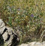 Solanum dulcamara