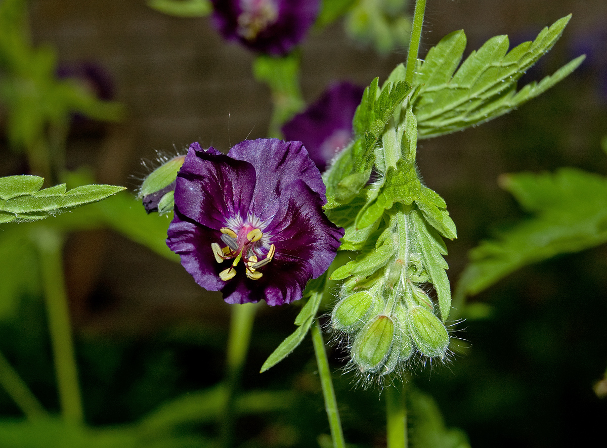 Изображение особи Geranium phaeum.