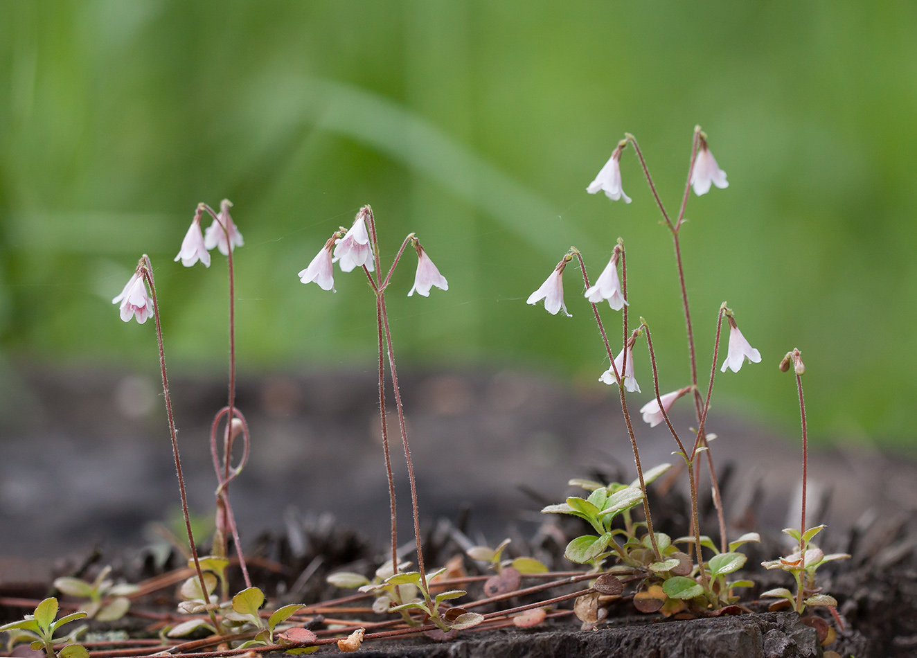 Изображение особи Linnaea borealis.