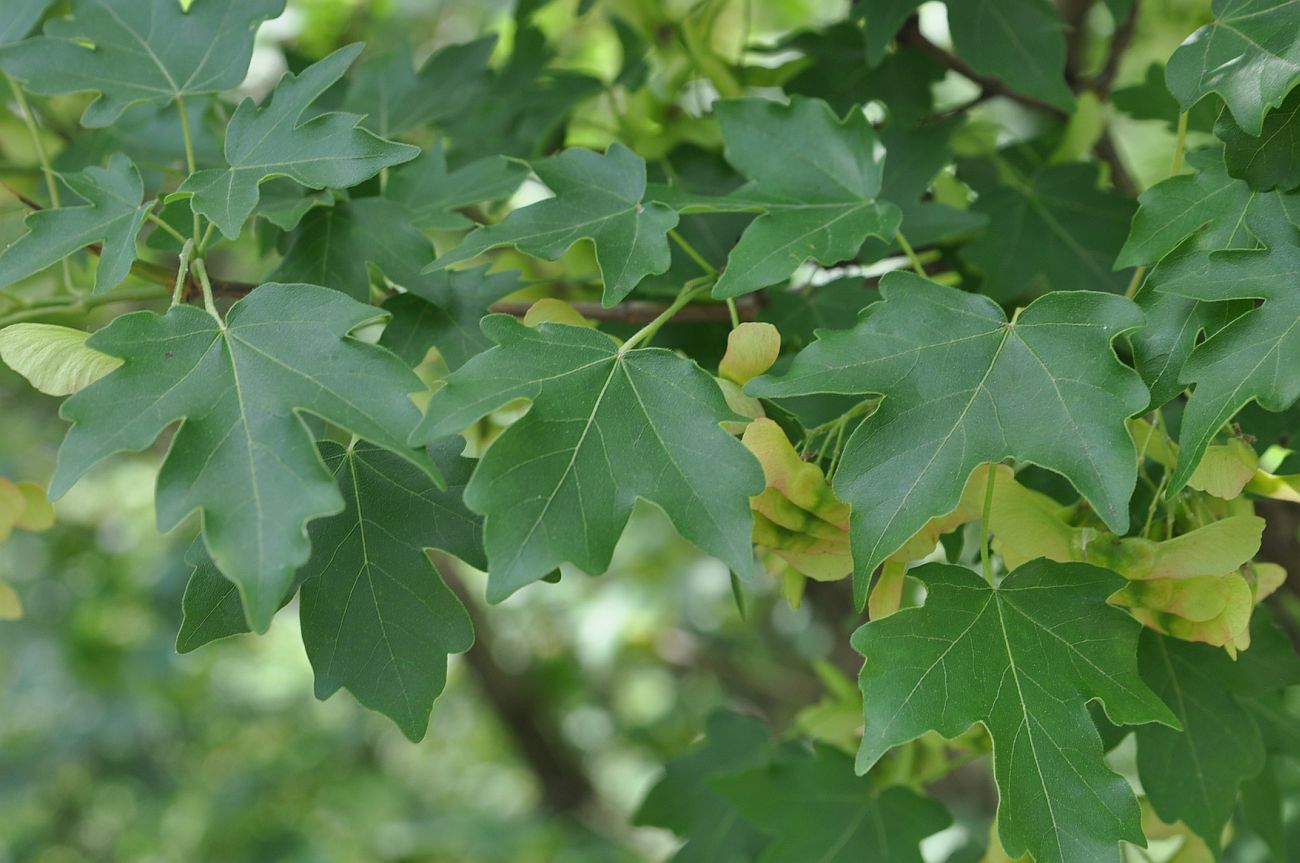 Image of Acer campestre specimen.