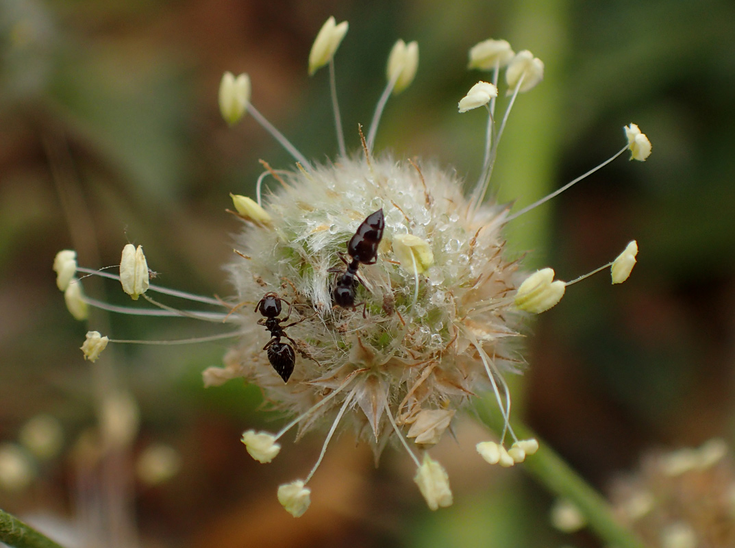 Изображение особи Plantago lagopus.