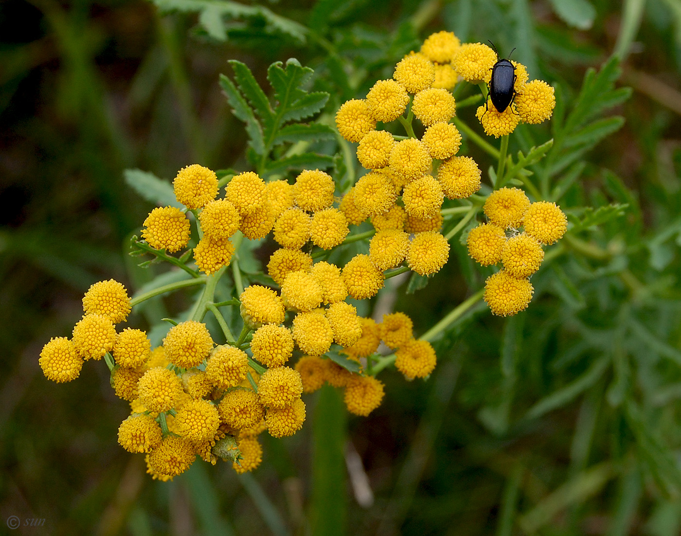 Image of Tanacetum vulgare specimen.