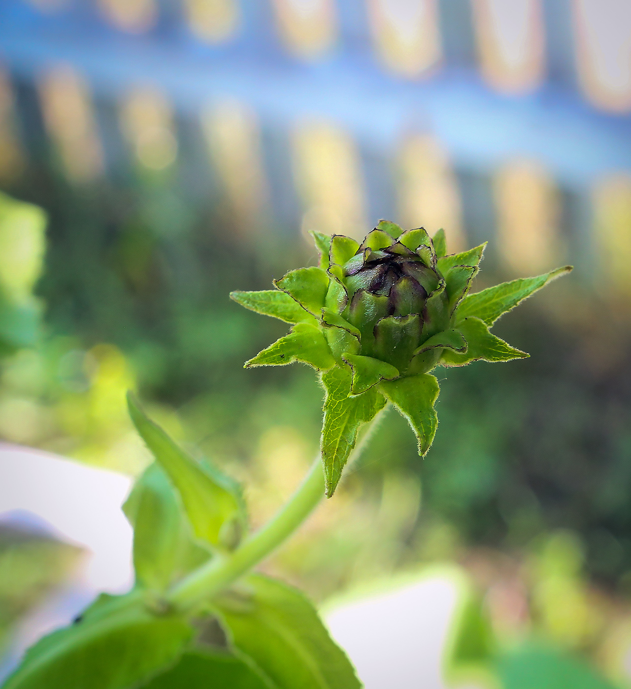 Изображение особи Inula helenium.