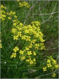 Bunias orientalis. Часть соцветия. Чувашия, окр. г. Шумерля, Кумашкинский заказник, Соколова поляна. 1 июня 2010 г.