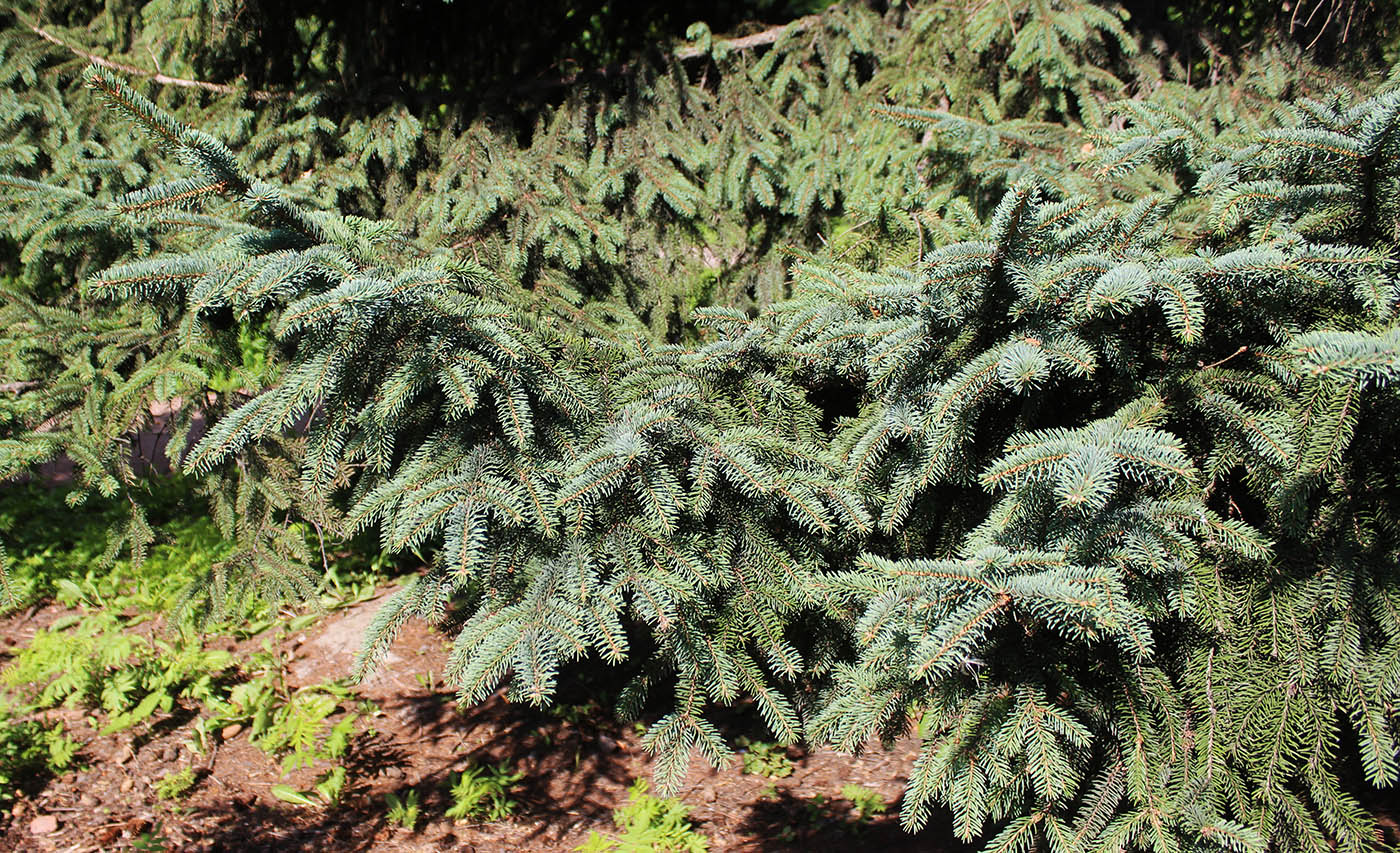 Изображение особи Picea asperata.