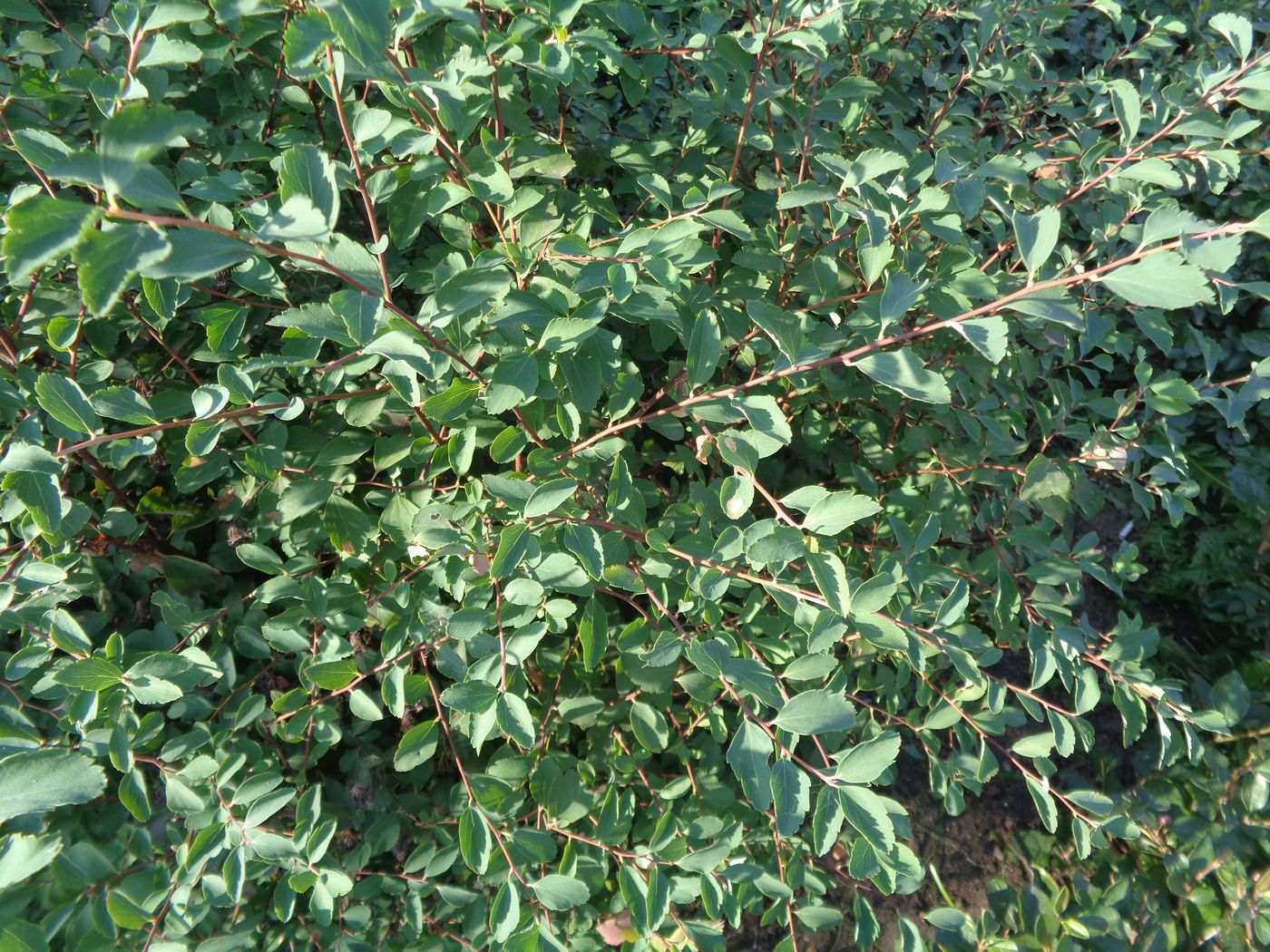 Image of Spiraea &times; vanhouttei specimen.