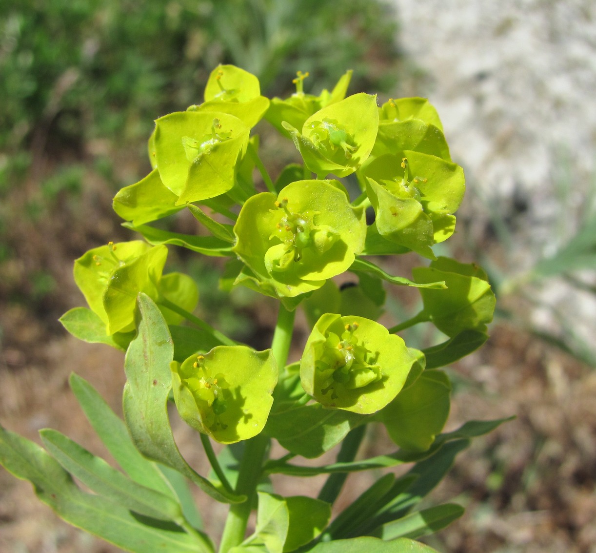 Изображение особи Euphorbia boissieriana.