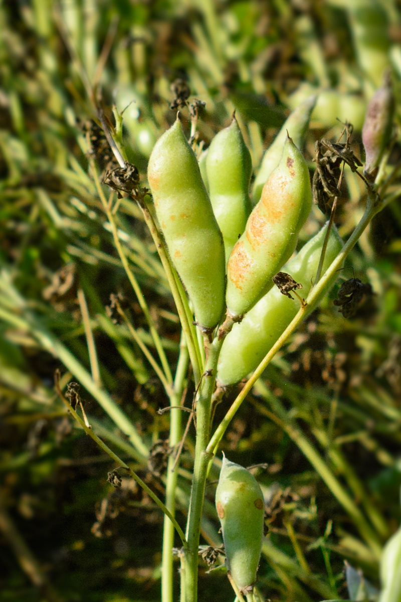 Изображение особи Lupinus albus.