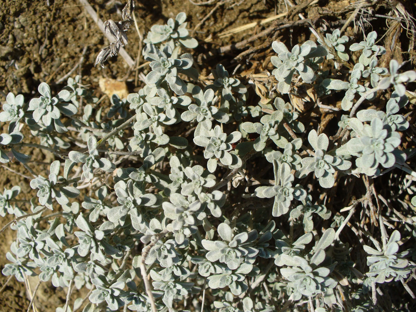 Image of Odontarrhena obtusifolia specimen.