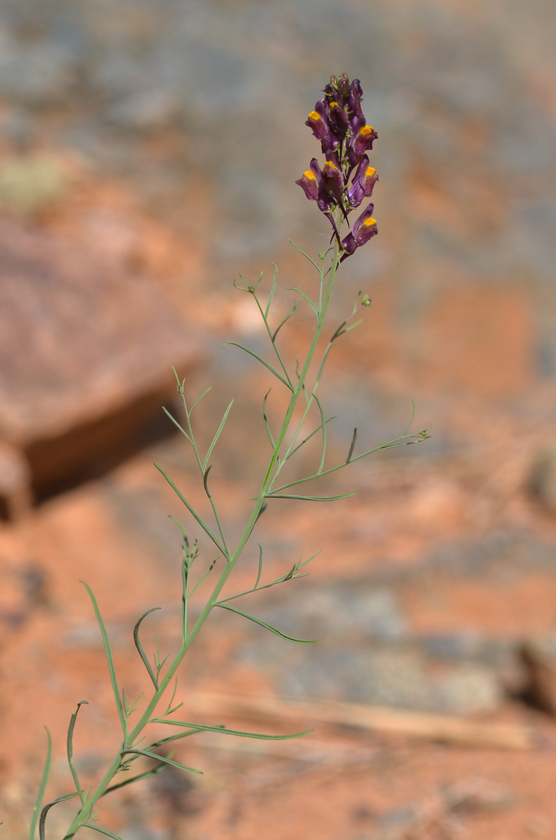 Изображение особи Linaria ramosa.