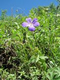 Geranium pratense. Верхушка цветущего растения. Южный Казахстан, Таласский Алатау, запов. Аксу-Жабаглы, ущ. Улькен-Каинды, 2060 м н.у.м., разнотравный луг на склоне зап. экспозиции. 18 июня 2018 г.