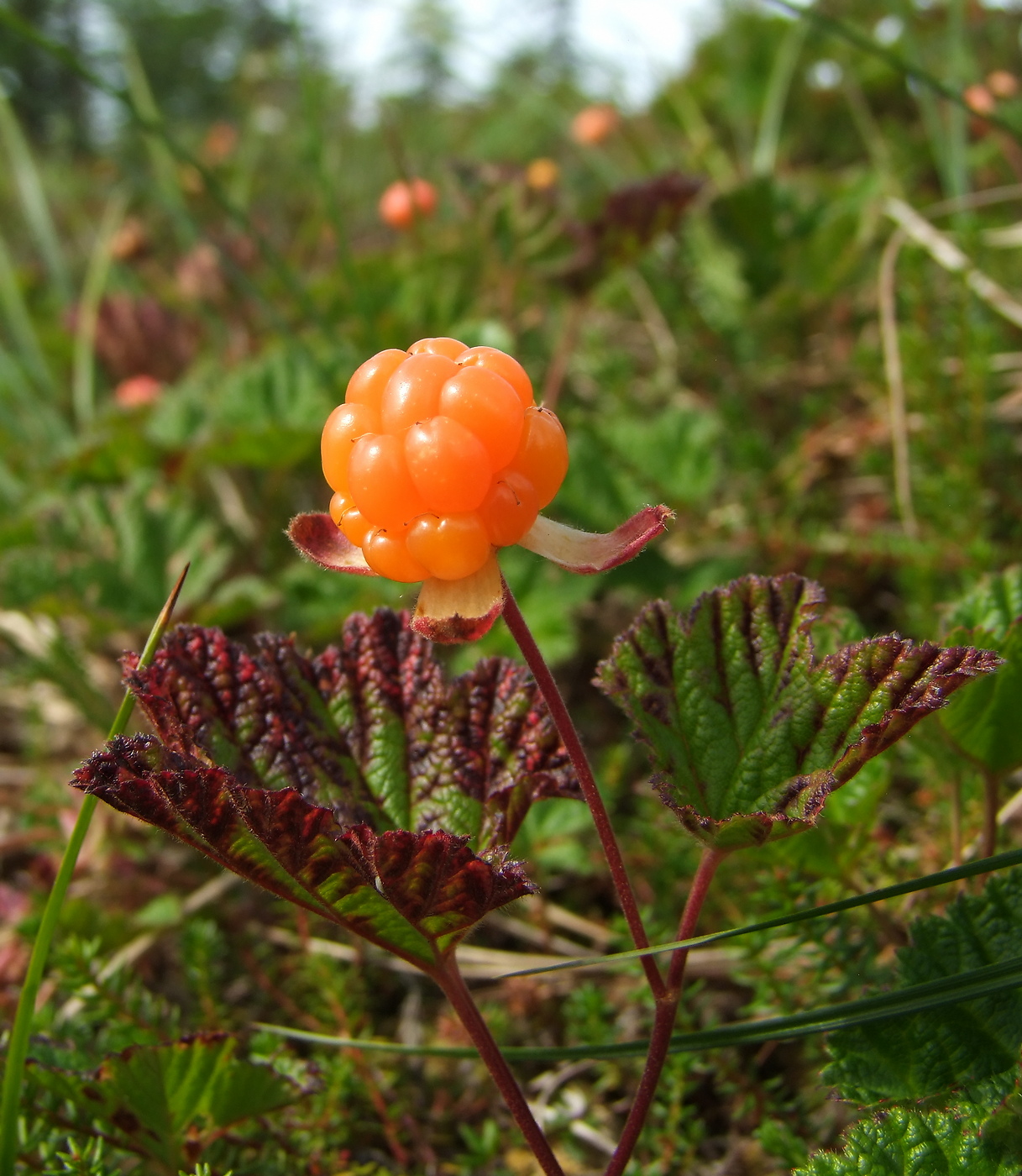 Изображение особи Rubus chamaemorus.