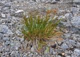 Juncus trifidus