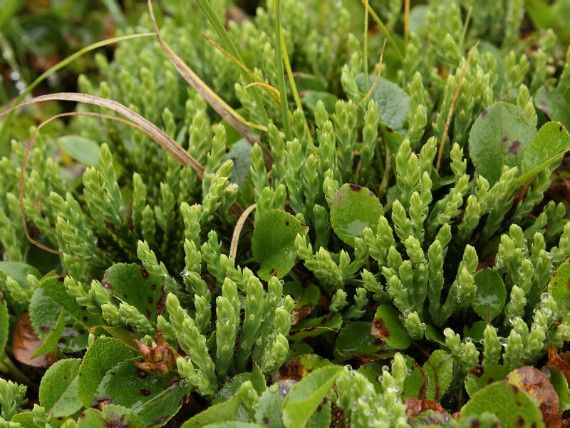 Изображение особи Diphasiastrum alpinum.