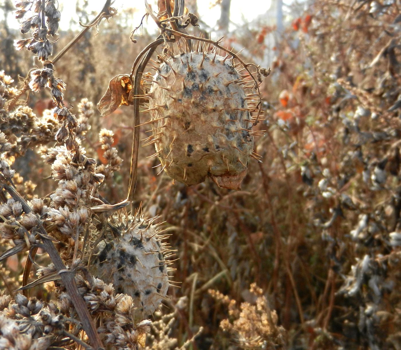 Изображение особи Echinocystis lobata.