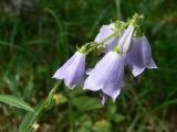 Adenophora liliifolia