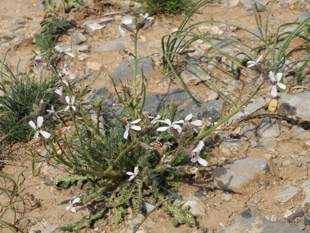 Image of Parrya hispida specimen.