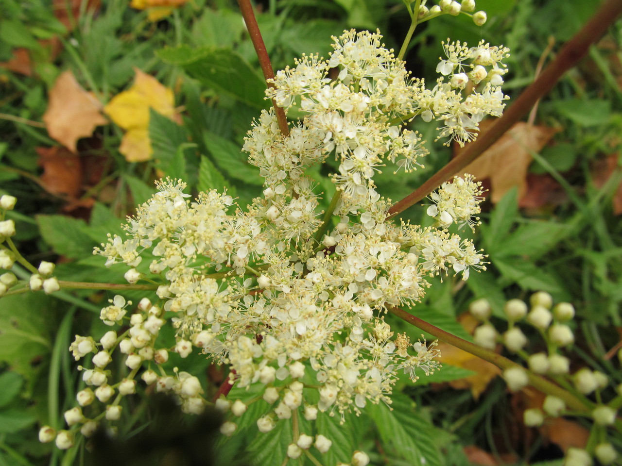 Image of Filipendula ulmaria specimen.