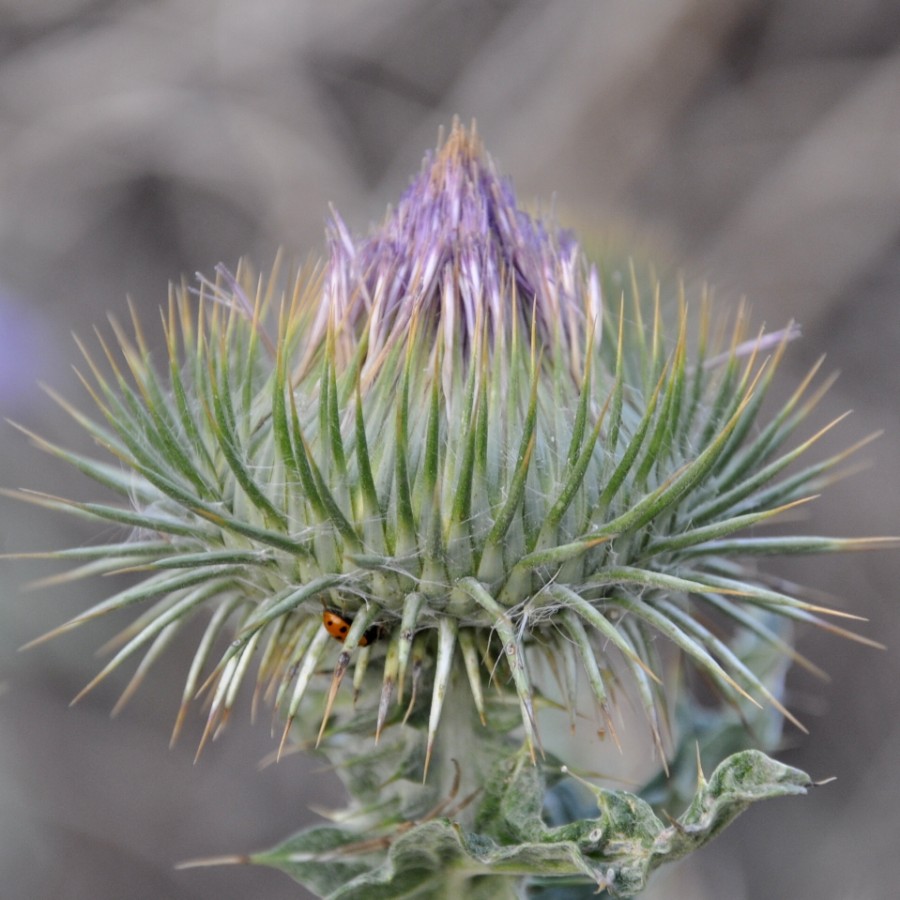 Image of Onopordum acanthium specimen.