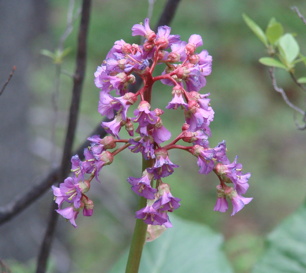 Изображение особи Bergenia crassifolia.