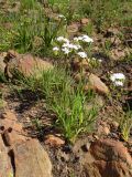 Corymbium villosum
