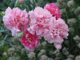 Dianthus caryophyllus