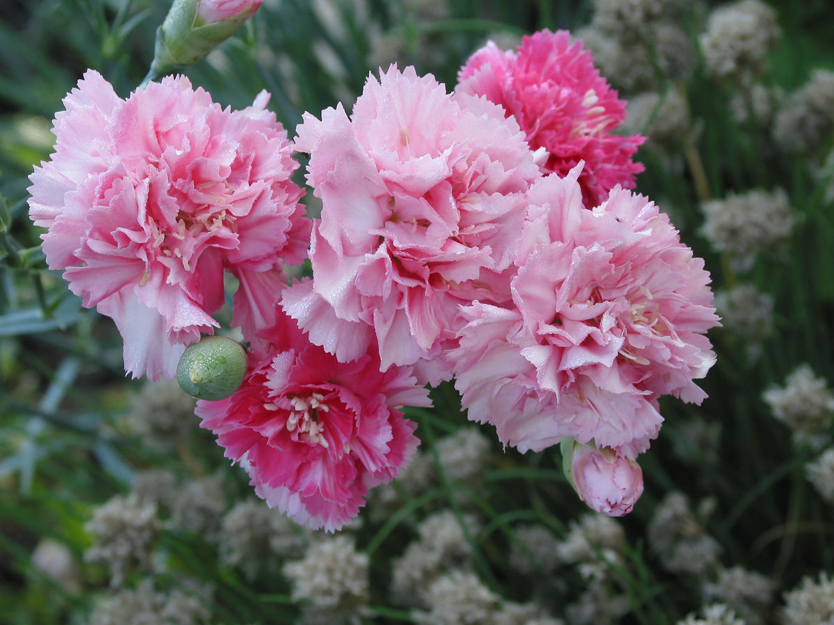 Изображение особи Dianthus caryophyllus.